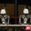 Nvidia gr00t n1.5 robots humanoides